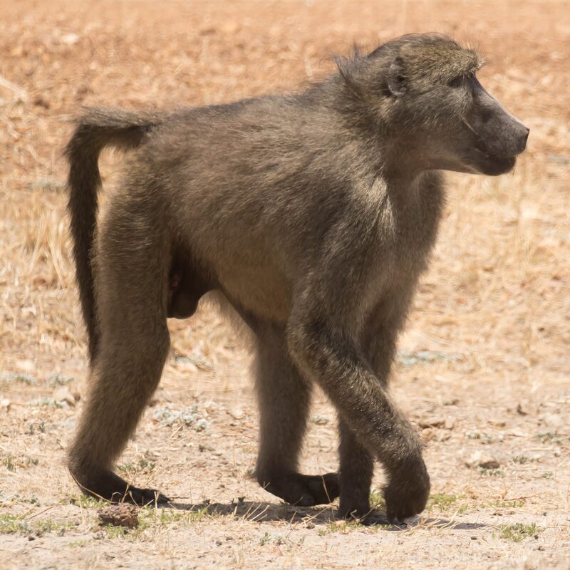 Chacma Baboon in the bushveld.