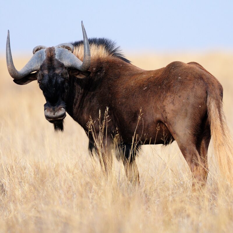 Black Wildebeest in the bushveld.