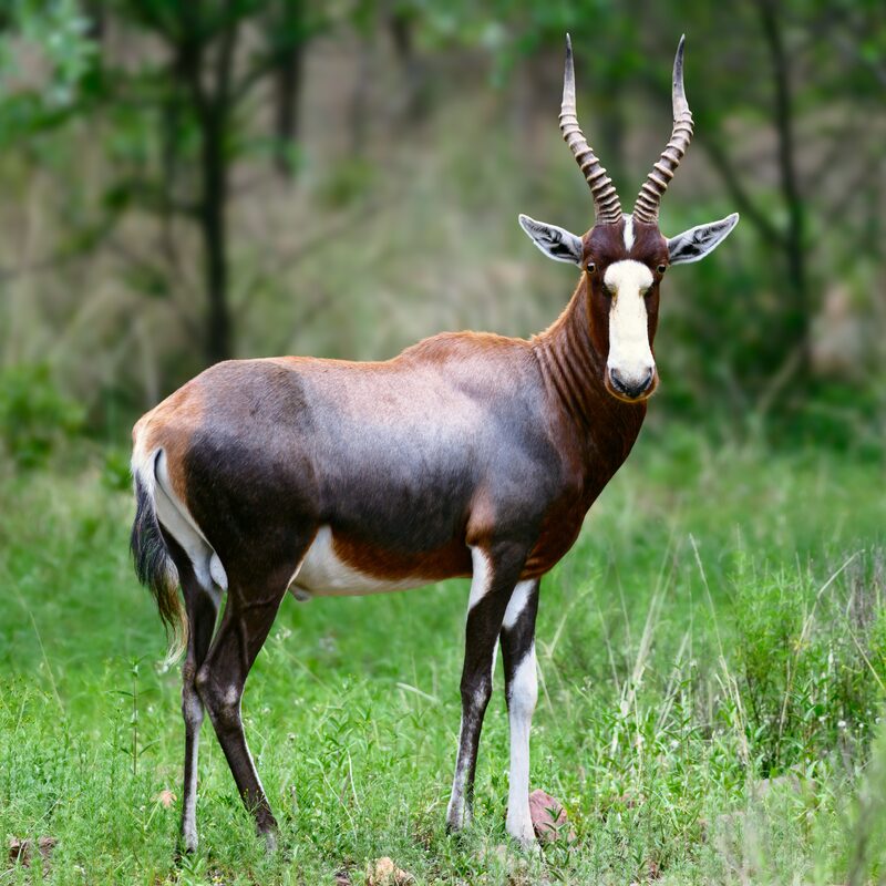Blesbok in the bushveld.
