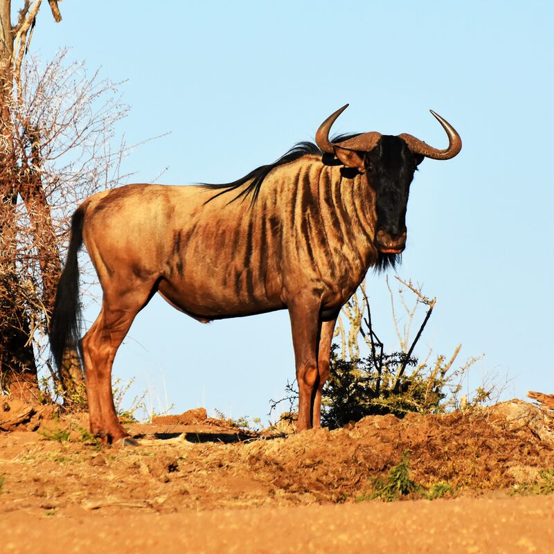 Blue Wildebeest in the bushveld.