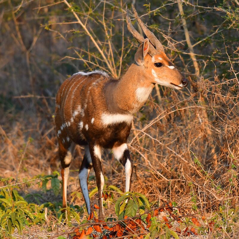 Bushbuck in the bushveld.