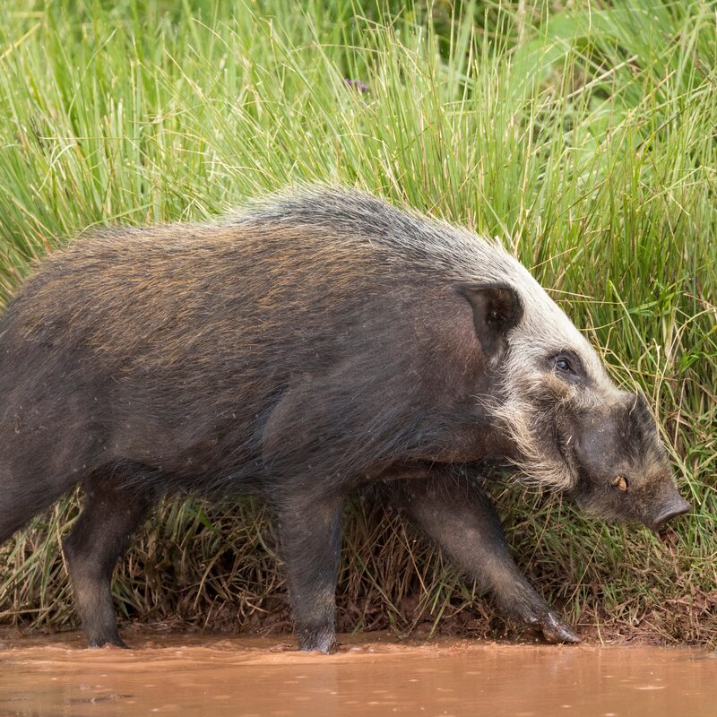 Bushpig in the bushveld.