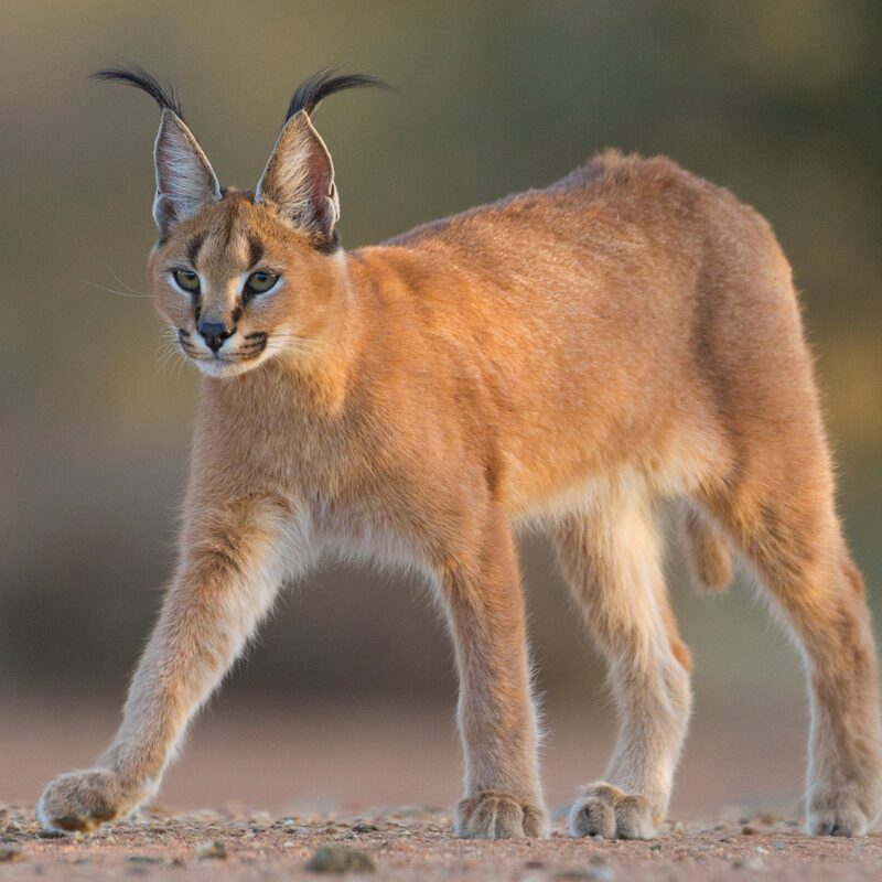 Caracal in the bushveld.