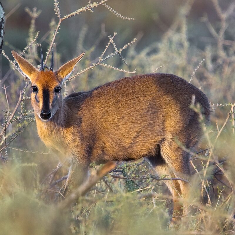 Common Duiker in the bushveld.