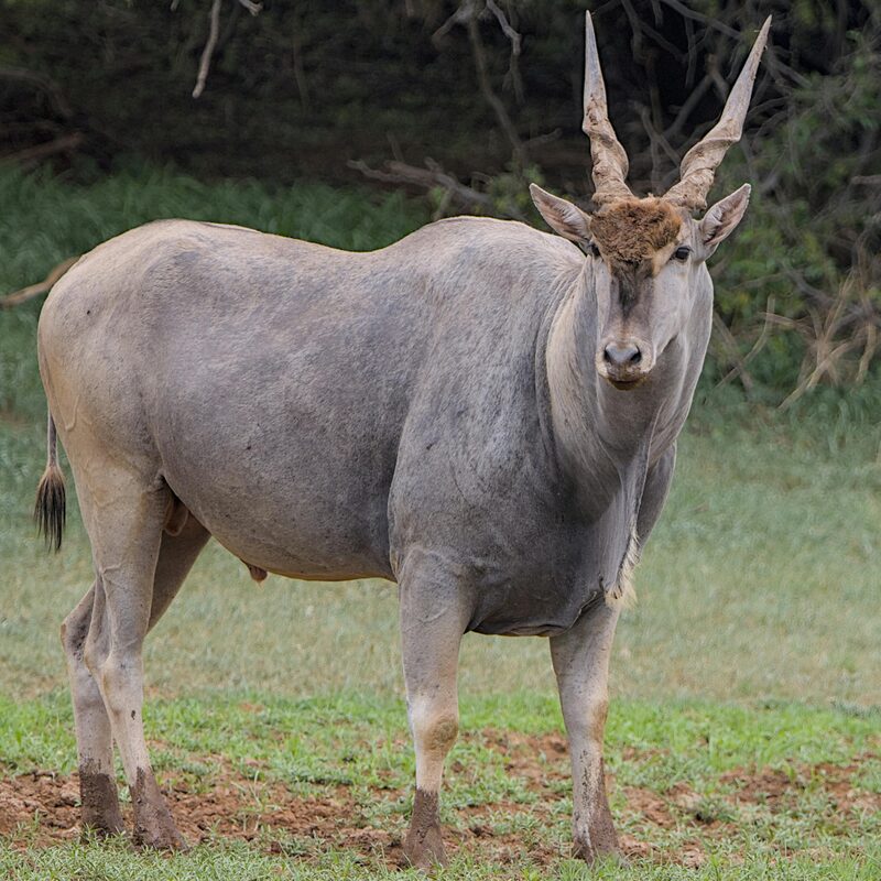 Eland in the bushveld.