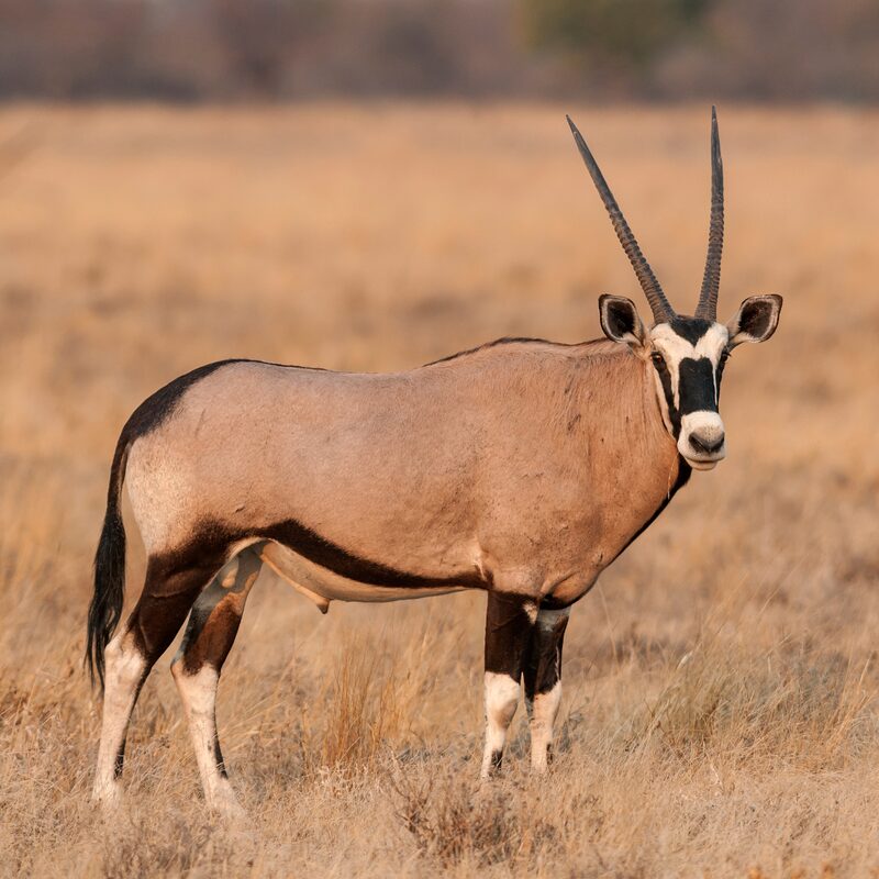 Gemsbok in the bushveld.