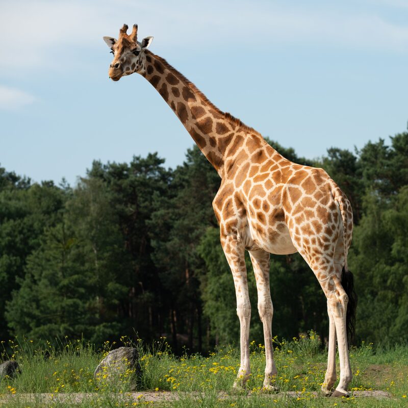 Giraffe in the bushveld.