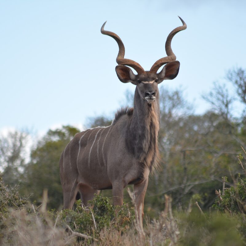 Greater Kudu in the bushveld.