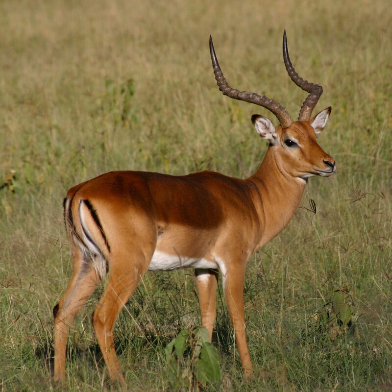 Impala in the bushveld.