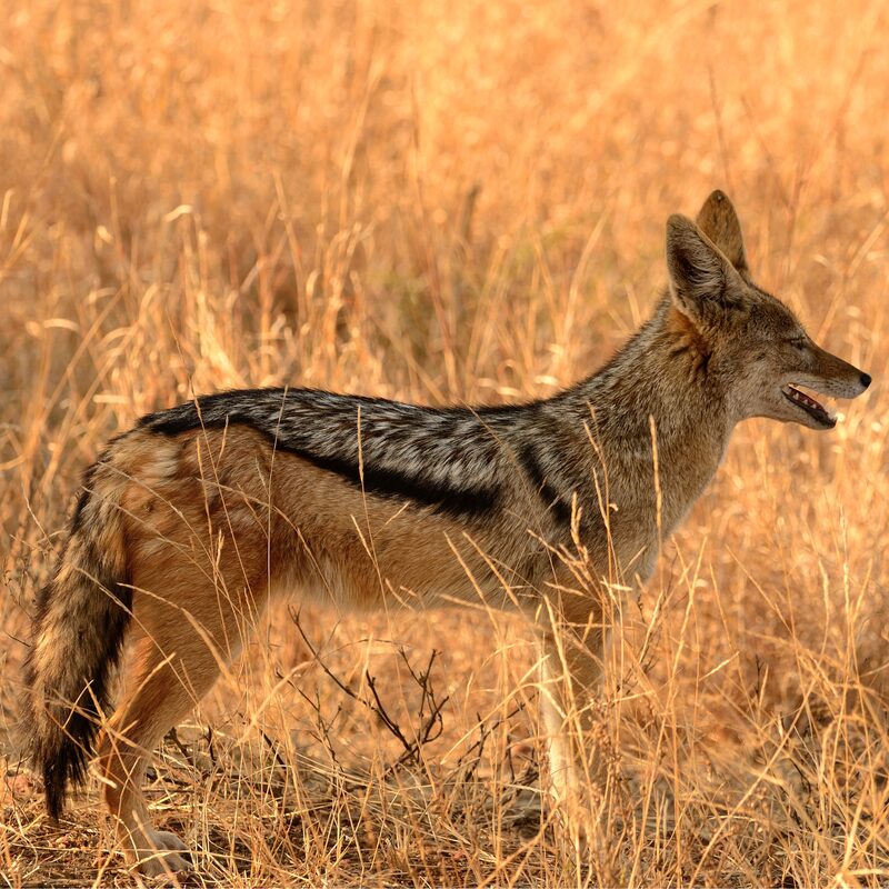 Black-backed Jackal in the bushveld.