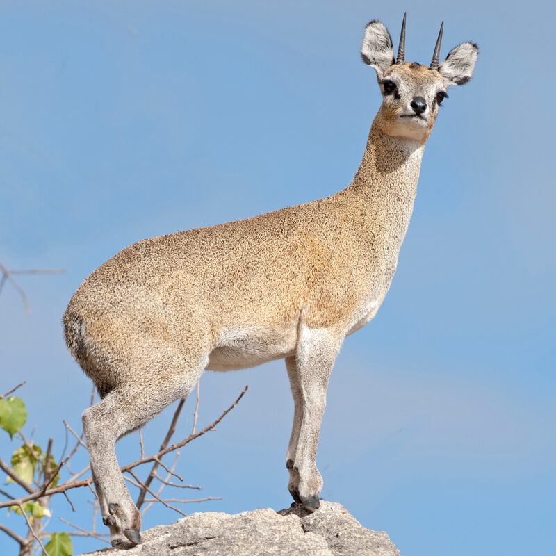Klipspringer in the bushveld.