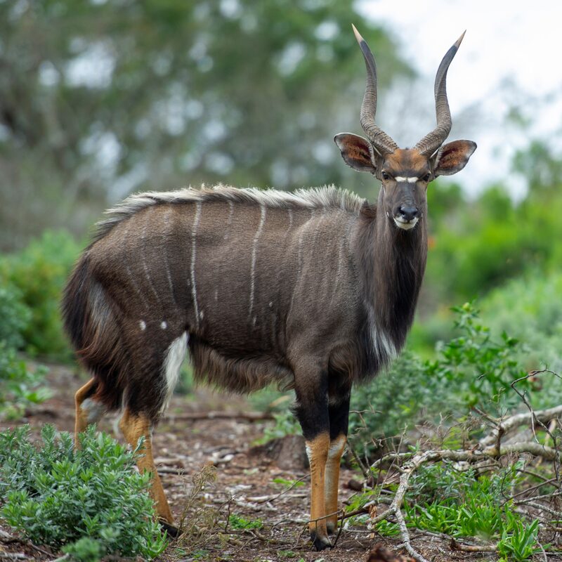 Nyala in the bushveld.