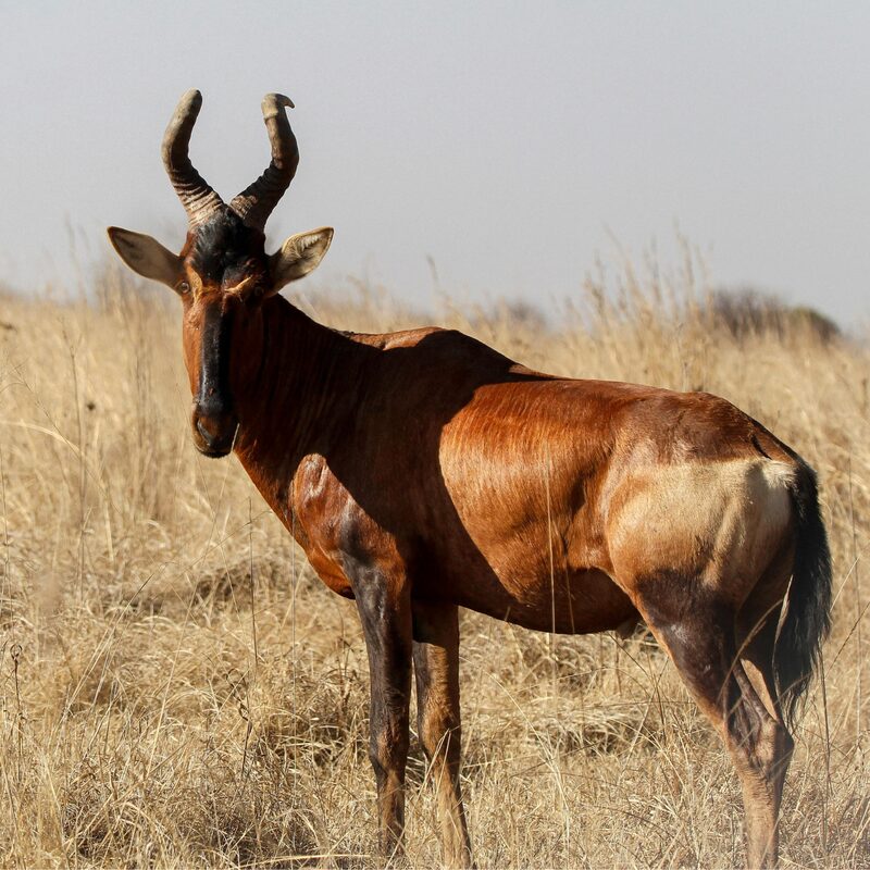 Red Hartebeest in the bushveld.