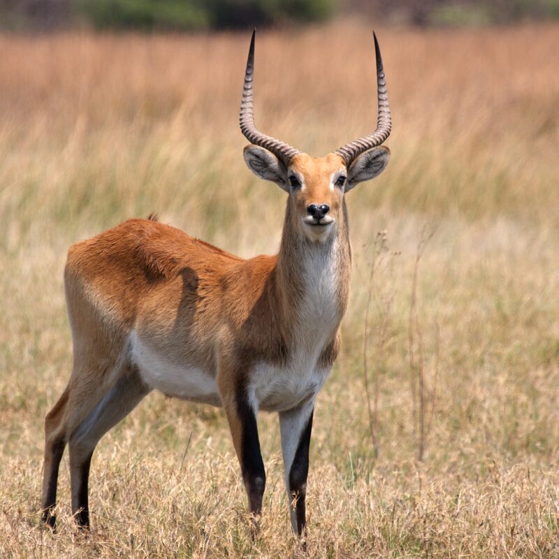 Red Lechwe in the bushveld.