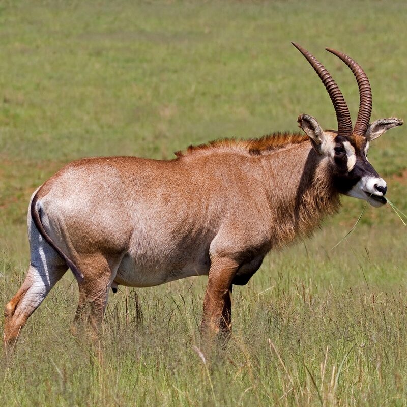 Roan Antelope in the bushveld.