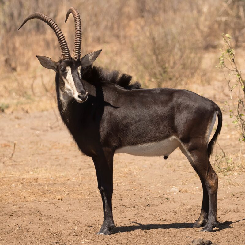 Sable Antelope in the bushveld.