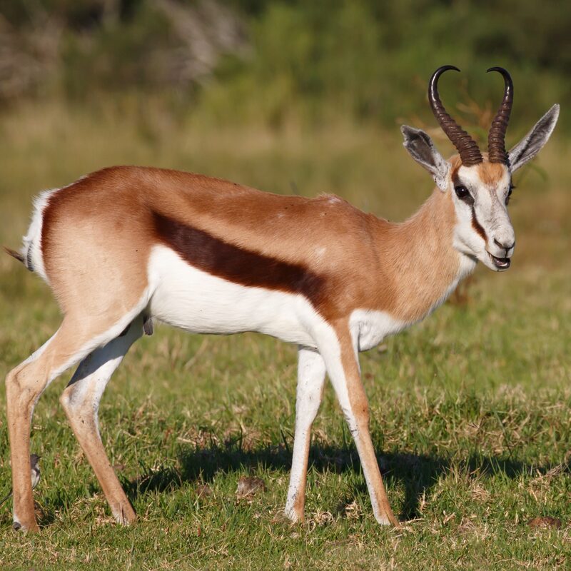 Springbok in the bushveld.