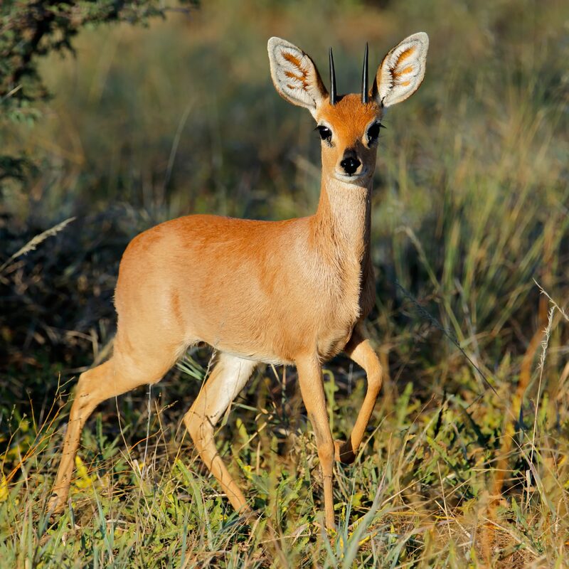Steenbok in the bushveld.