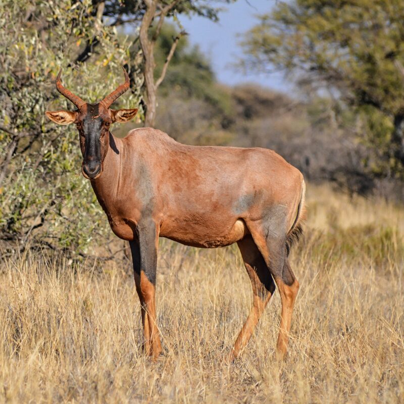 Tsessebe in the bushveld.
