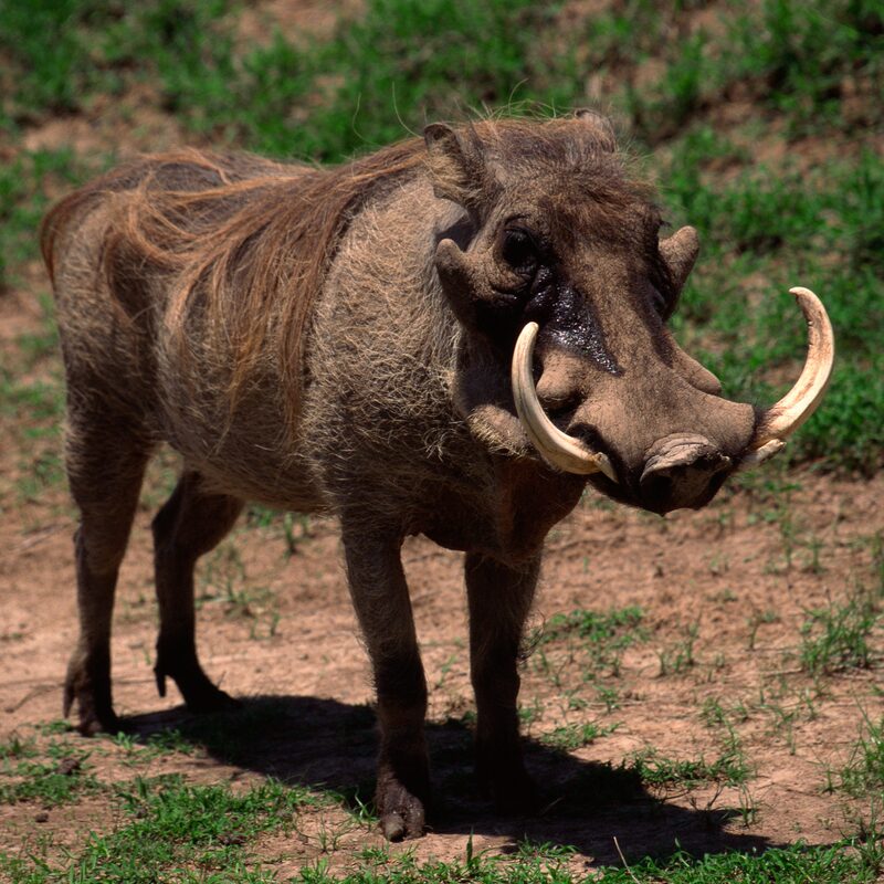 Warthog in the bushveld.