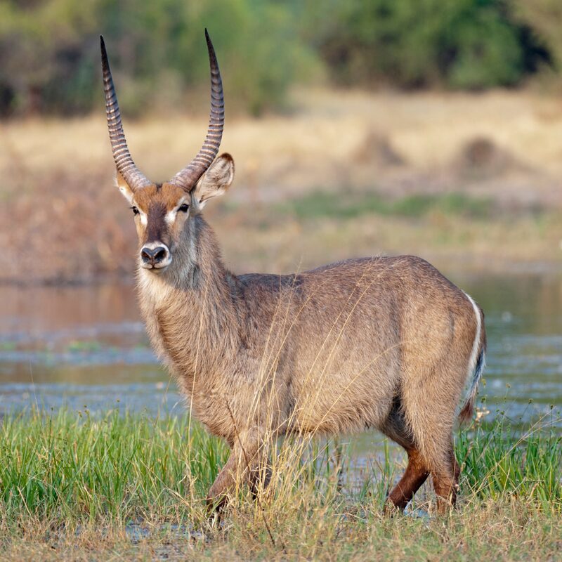 Waterbuck in the bushveld.