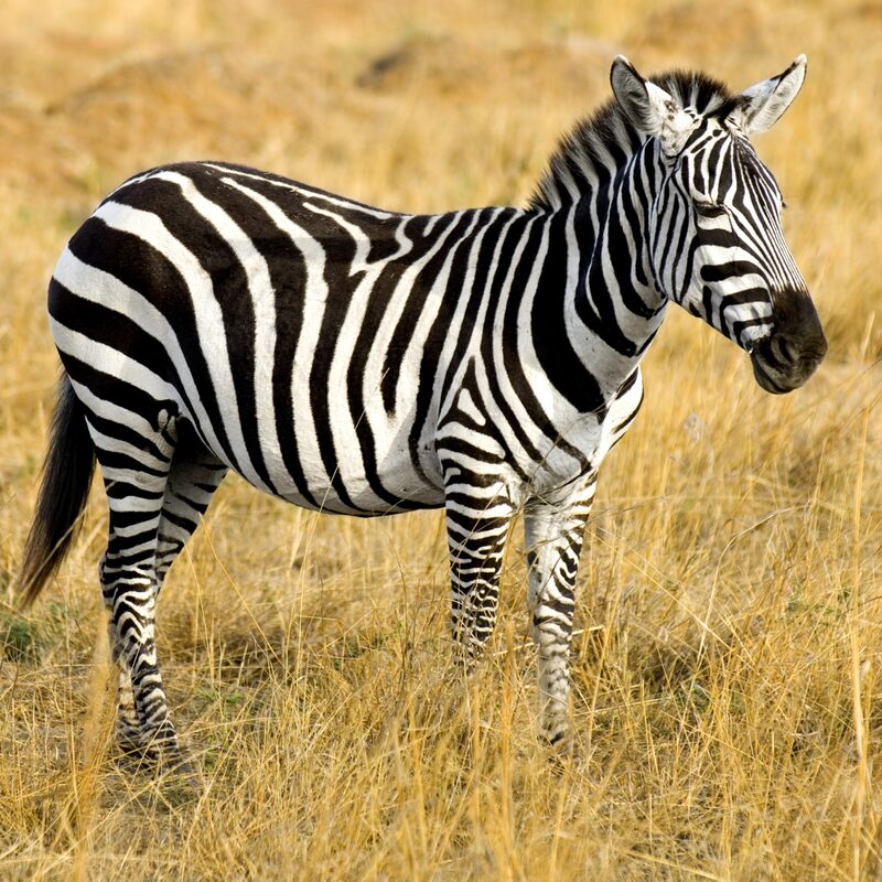 Burchell's Zebra in the bushveld.